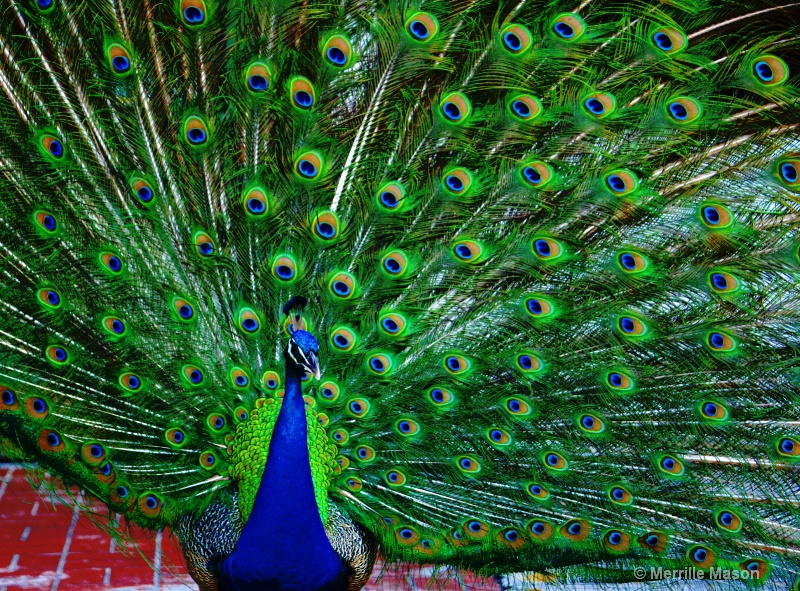 peacock in full fan