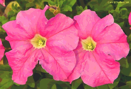 Pink Petunia Pair