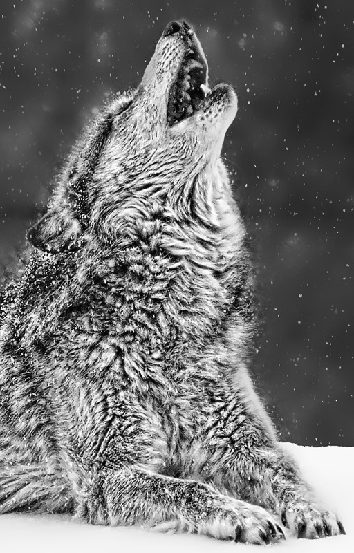 Howling in the Snow