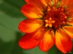 Orange-Ade