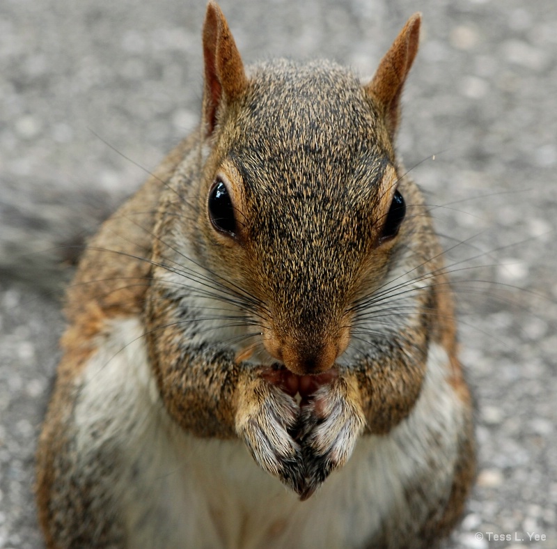 A Squirrel's Prayer