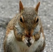 A Squirrel's ...