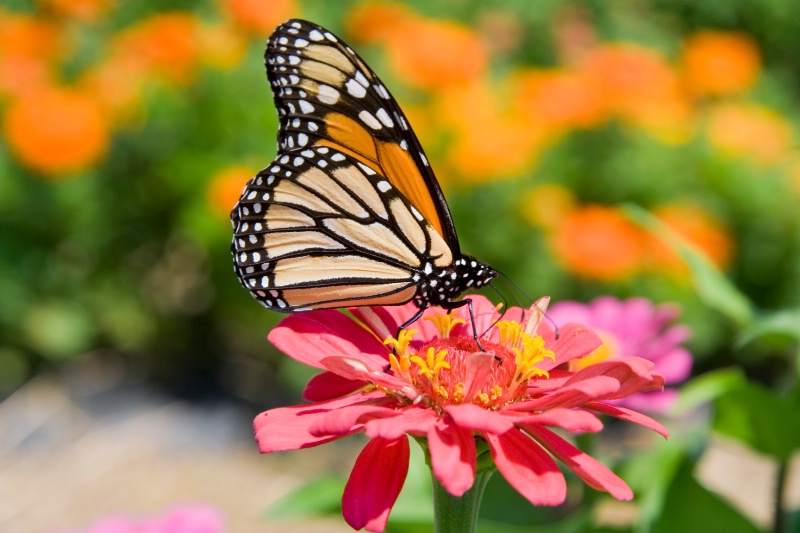 Monarch Butterfly on Pink Flower