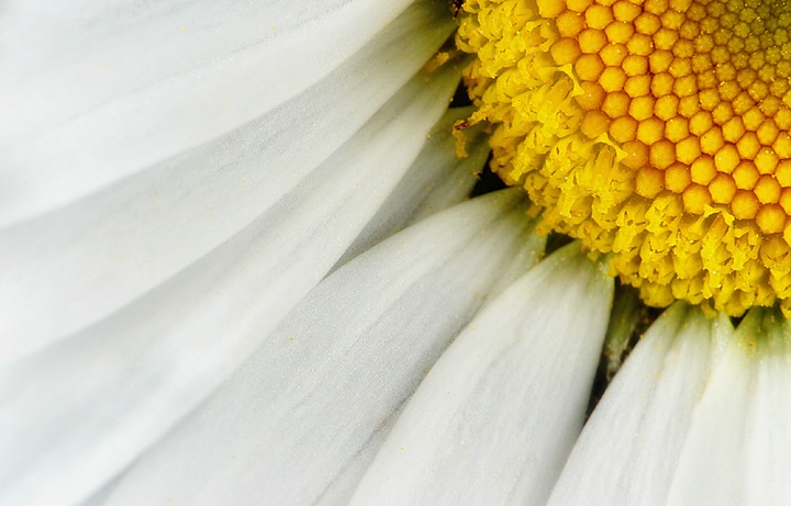 Daisy Slice - ID: 9030266 © Eric Highfield