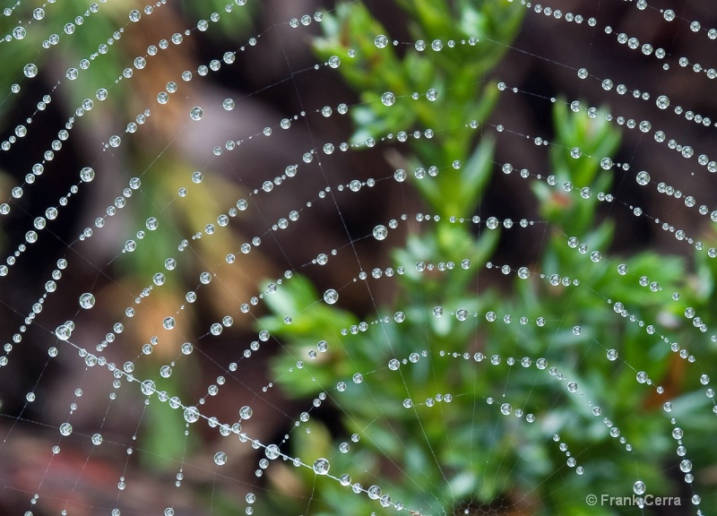 spider web after rain