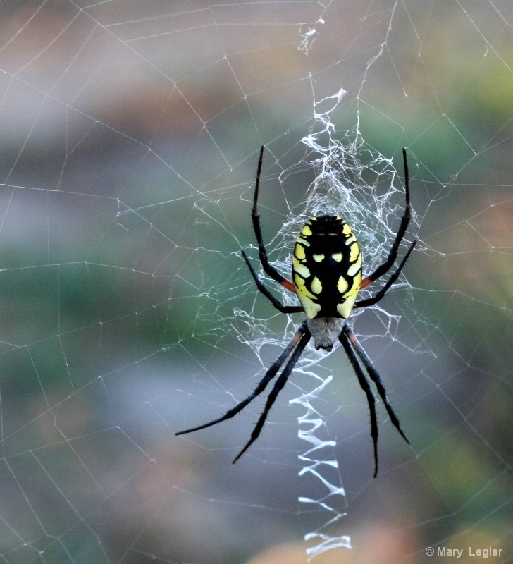 Orb Weaver