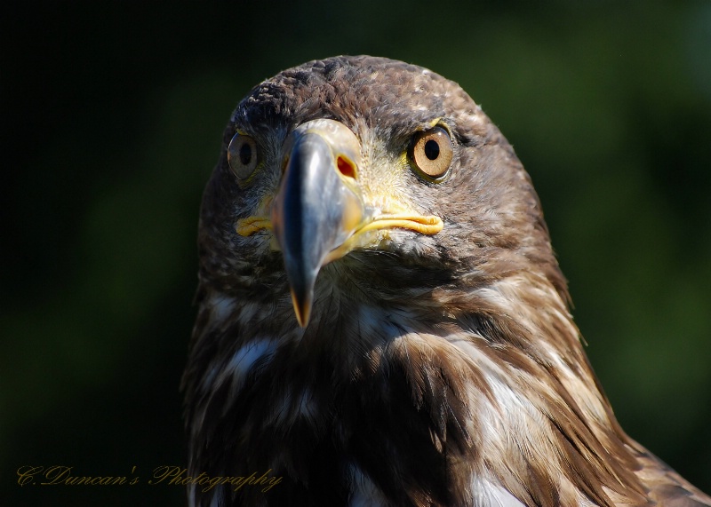 Adolescent Bald Eagle