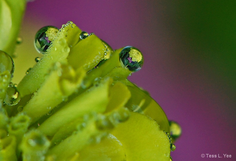 Flowers:  Upon Reflection