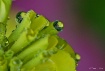 Flowers:  Upon Re...