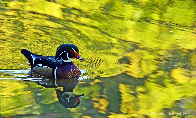 Golden Woodie - ID: 9036297 © Ron Livingston