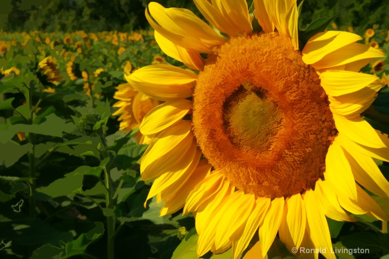 Sunny Side Up - ID: 9036298 © Ron Livingston