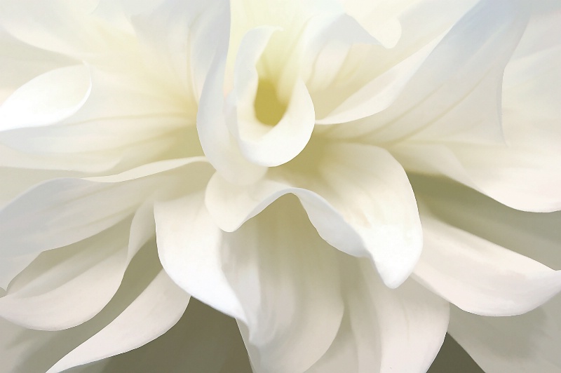 White Dahlia Peddles