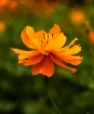 Orange Wildflower