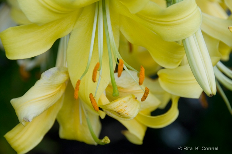 soft yellow