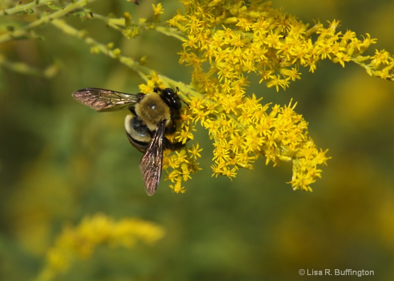 Bumble Bee - ID: 9038706 © Lisa R. Buffington