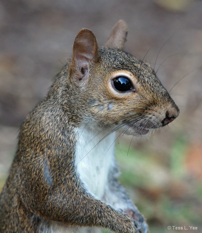 Did you SEE that giant walnut?!