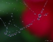 Scarlet's Web
