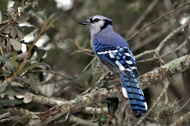 Beautiful Blue Jay