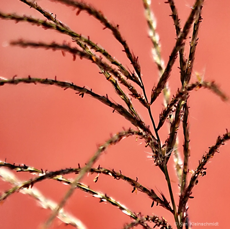 The wheat stalk 