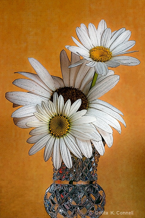 life of a daisy