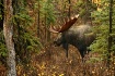 Emerging Moose
