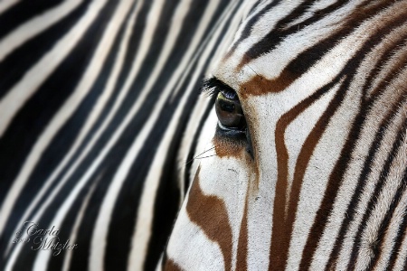 Stripes