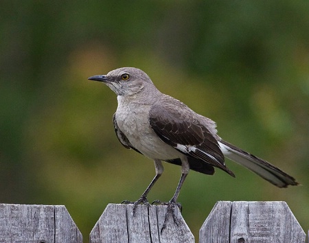 Mockingbird, Texas State Bird