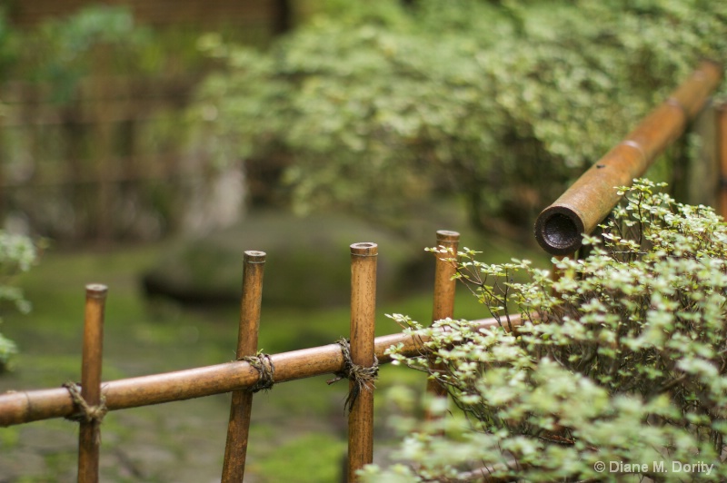 Bamboo fenceline