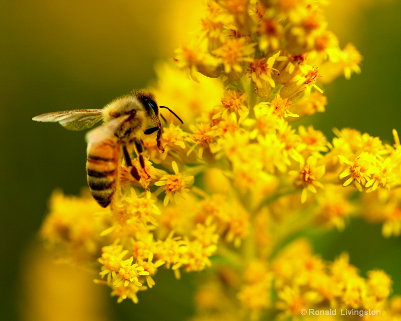 Honey Bee - ID: 9051650 © Ron Livingston