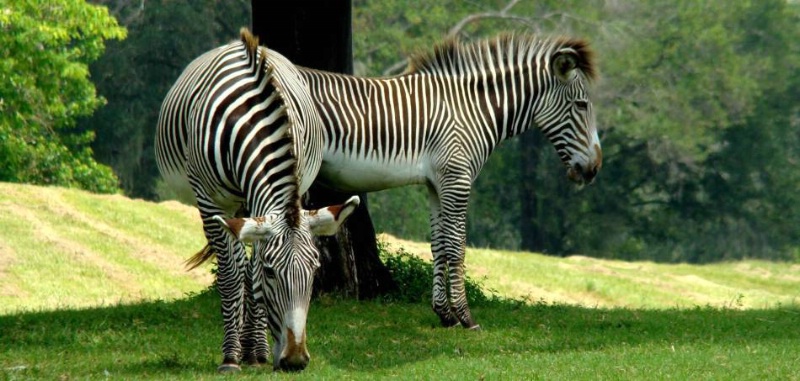 Zebras