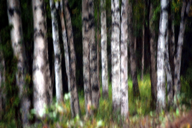 Abstract Birches