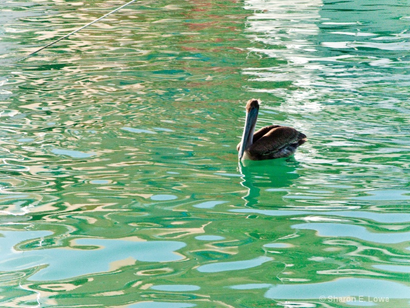 Pelican, Puerto Aventuras - ID: 9052457 © Sharon E. Lowe