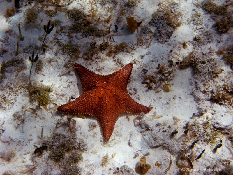 Sea Star, Cielo Reef, Cozumel