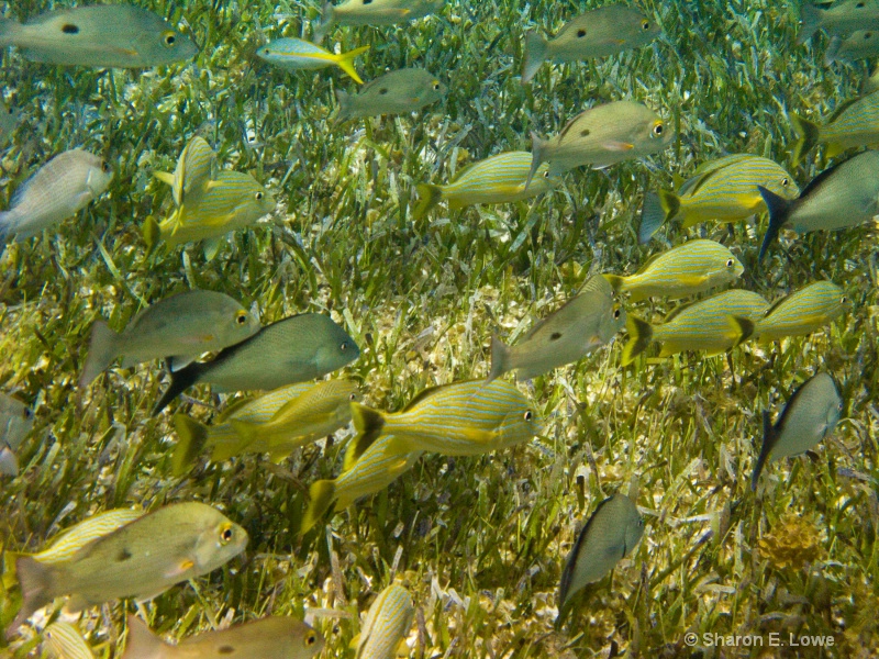 Grunts, Cielo Reef, Cozumel