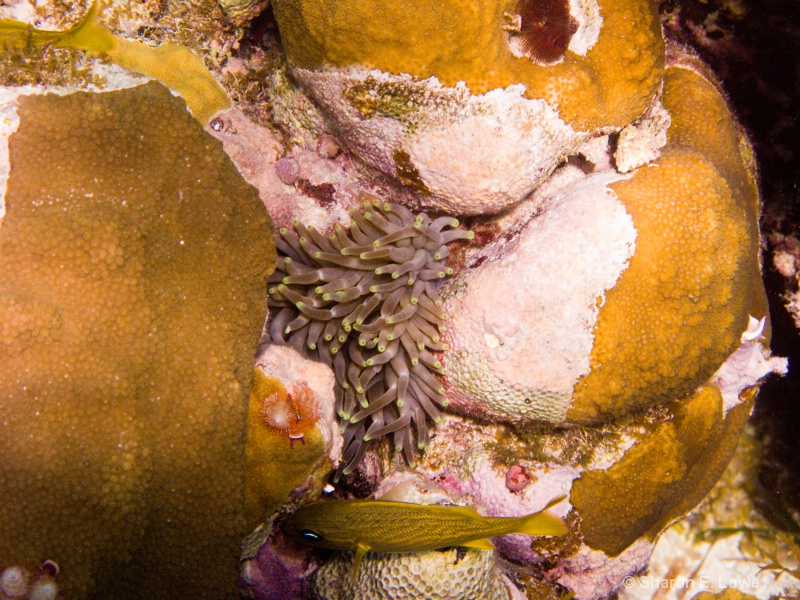 Anemone, Cielo Reef, Cozumel - ID: 9052636 © Sharon E. Lowe