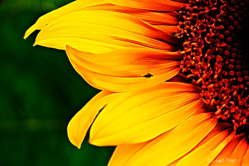Glowing Sunflower
