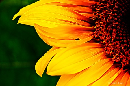 Glowing Sunflower