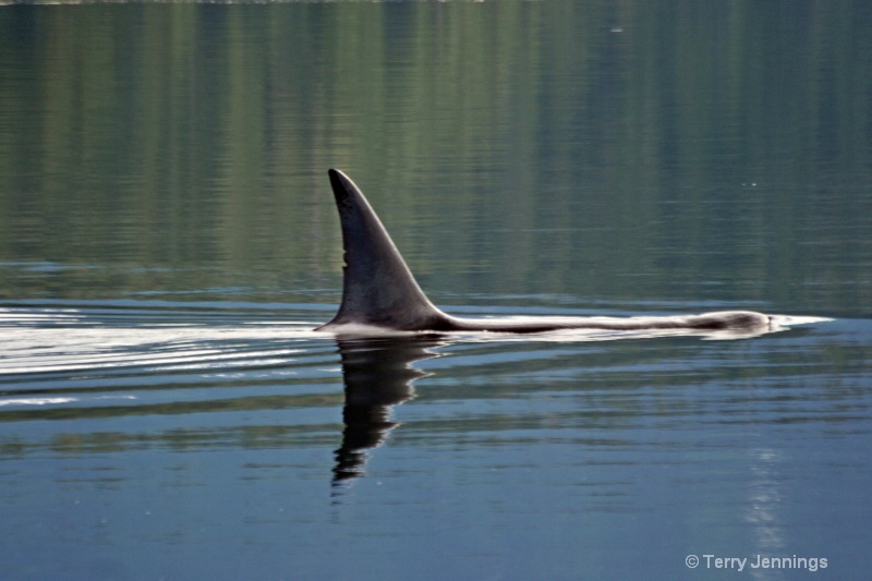Shark!?  No, Orca. - ID: 9053878 © Terry Jennings