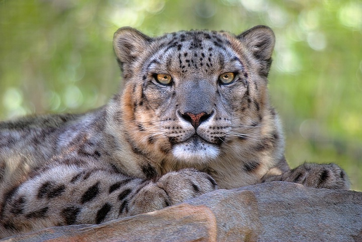 Snow Leopard - ID: 9053923 © Eric Highfield
