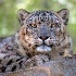 2Snow Leopard - ID: 9053923 © Eric Highfield