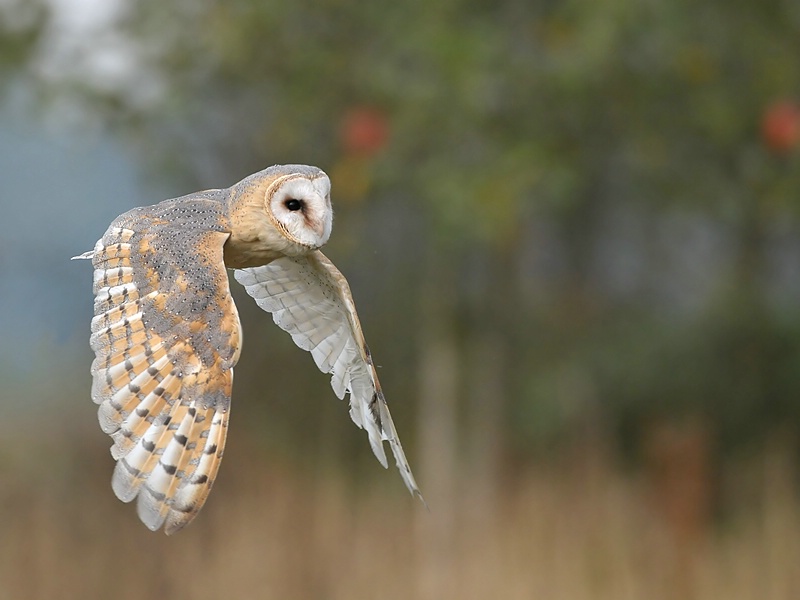 Barn Owl flying by