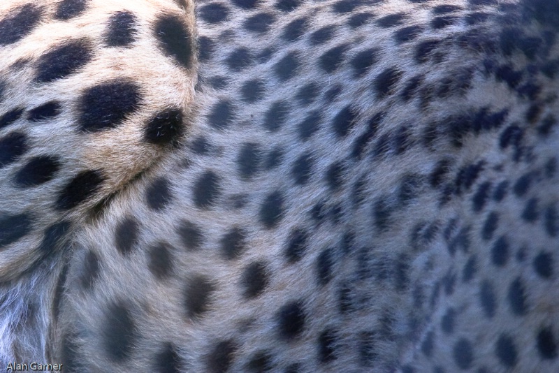 Cheetah Detail