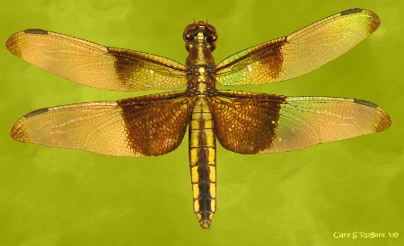 Dragonfly over Duckweed