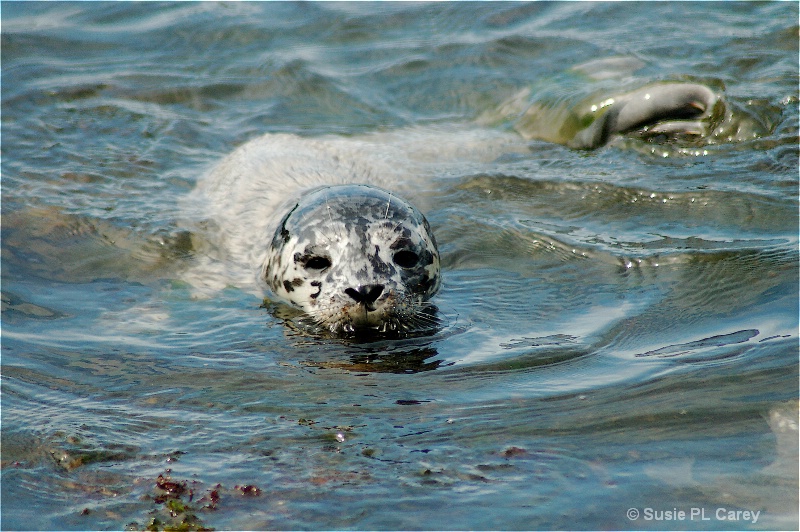 Baby Seal - ID: 9054821 © Susie P. Carey