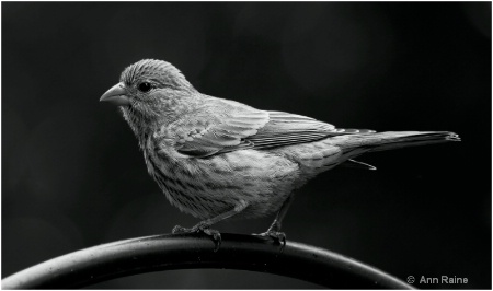 The Photo Contest 2nd Place Winner - House Finch B&W
