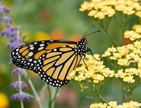 Life in the Garden