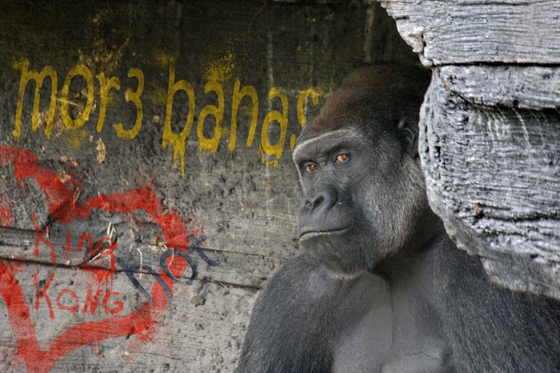 Gorilla Graffiti 