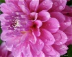 Dahlia Profile