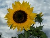 Sunflower Power