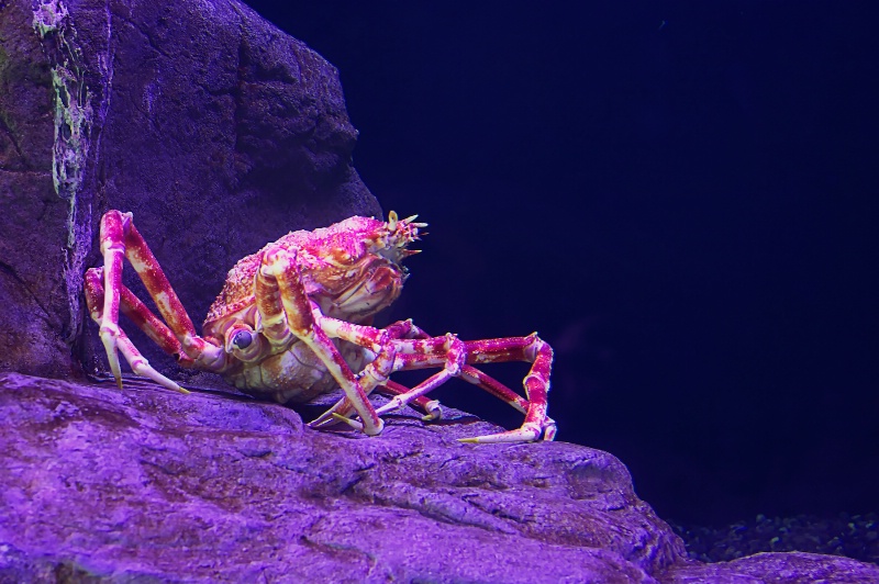 King of the Crabs